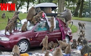 f-monkies