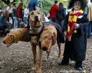 Funny pics! Why dogs bite their owners