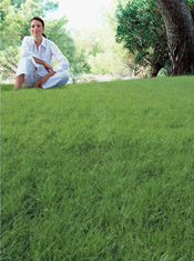 best lawn ever