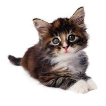 cat-pic