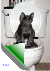Cat Training Secrets