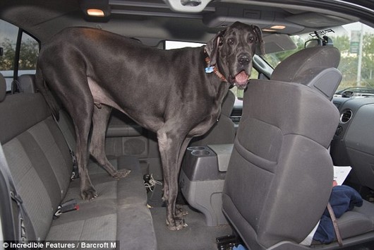 George the Dog 3