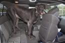 George the Dog 3